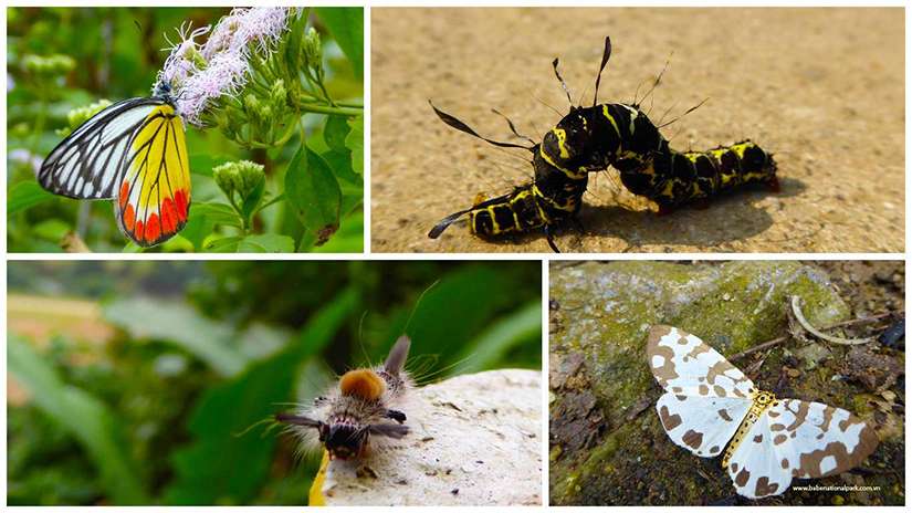 caterpillars and butterflies