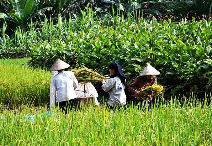 Trekking in The Natural World of Ba Be, trekking to Dao village