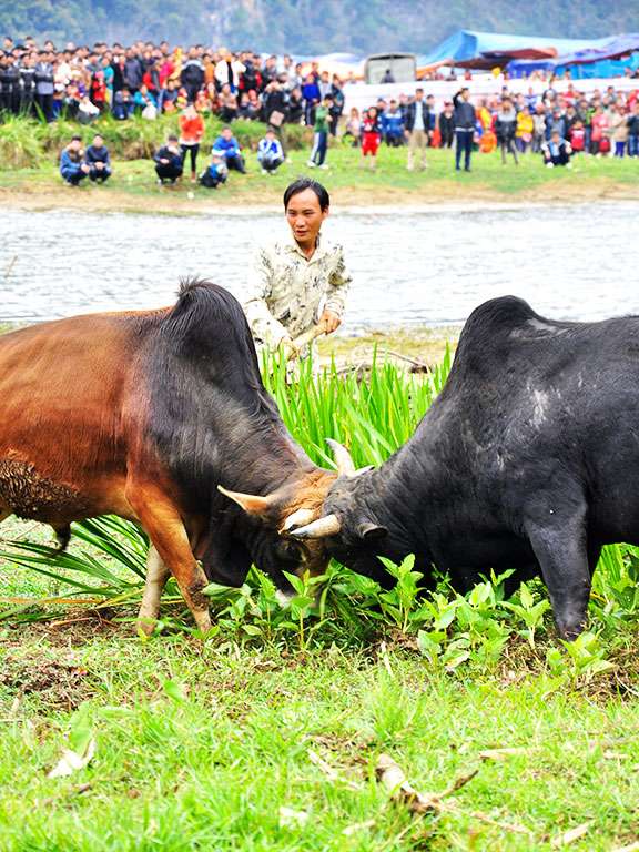Bull fighting at the festival