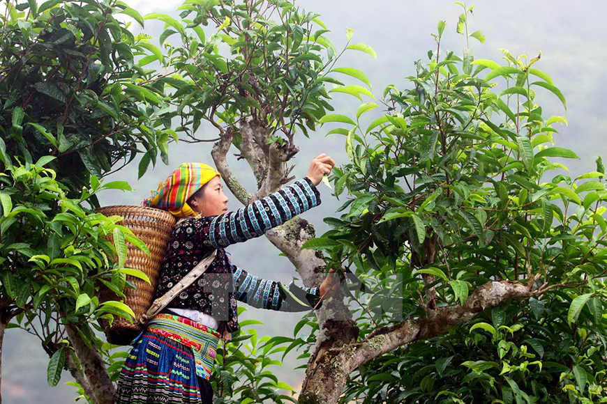  BANG PHUC SHAN TUYET TEA, CHO DON SUBURBAN DISTRICT