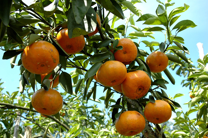  BAC KAN TANGERINE