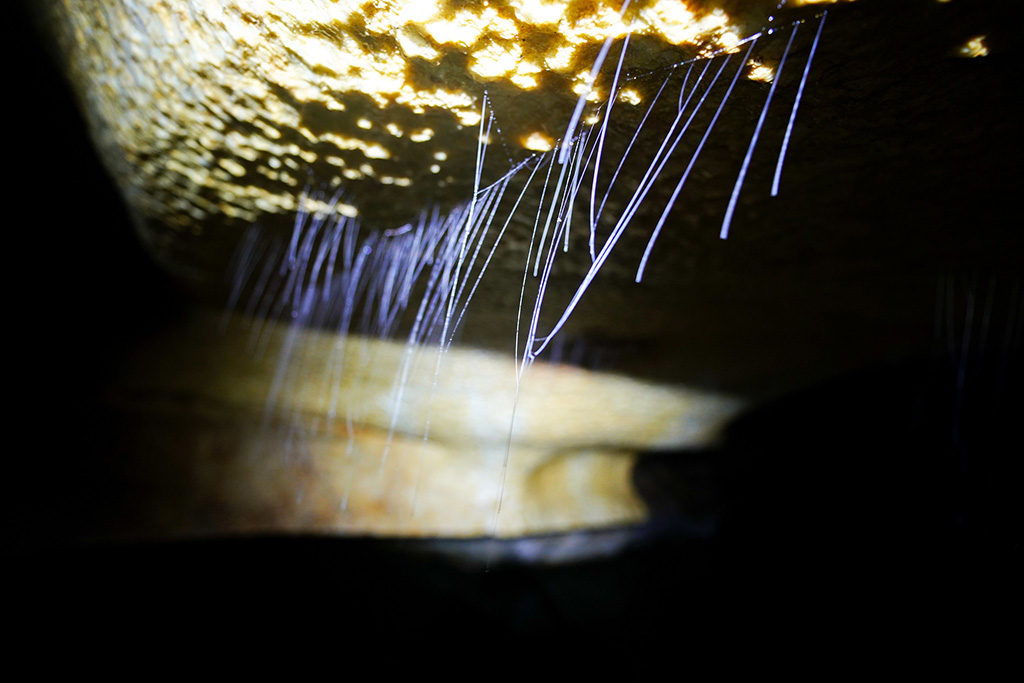 / Earthworms move on cave ceiling 