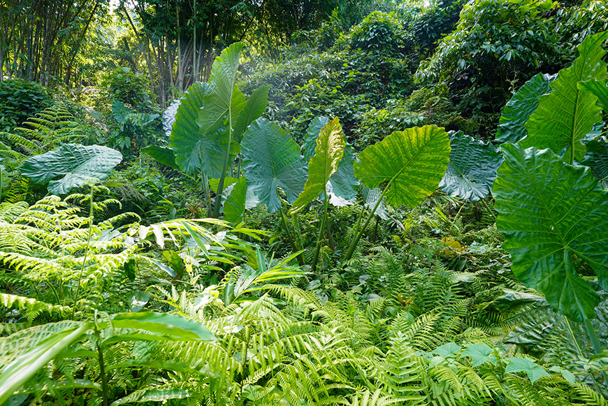 jungle_bbnp