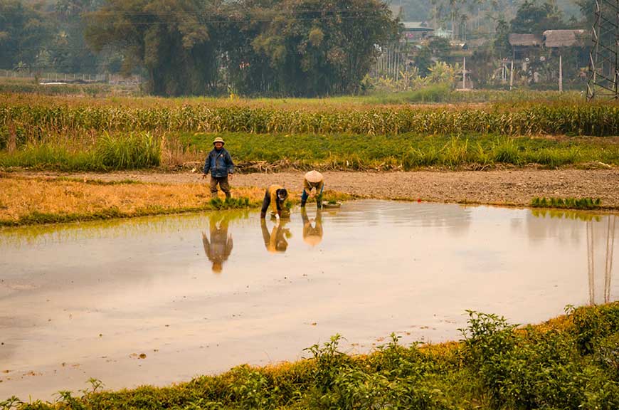 rice paddies.